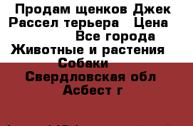 Продам щенков Джек Рассел терьера › Цена ­ 25 000 - Все города Животные и растения » Собаки   . Свердловская обл.,Асбест г.